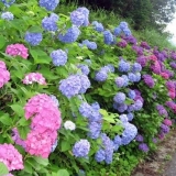 Kako uzgajati hortenziju u sibiru